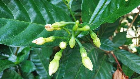 V社《CS2》公布后 《CS：GO》玩家开箱欲望激增